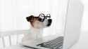 dog on computer