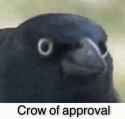 crow