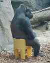 gorilla-in-a-kids-chair-v0-jjvm9h9cte1a1