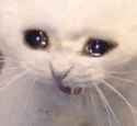 cry