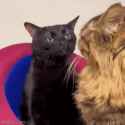 cat-zoning-out-cat-stare