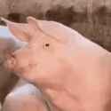 pigwhat