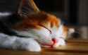 1920x1200-px-cats-cute-kitten-kittens-sleep-806287-548261085
