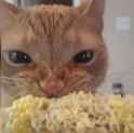 corn cat