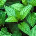 Herbs