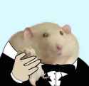 cute rat