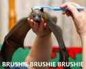 brushie