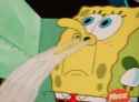 spongesniff