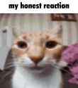 honest reaction cat