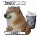 your opinion
