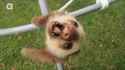 sloth dies