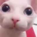 OwO