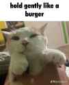 bugger