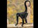 spider-monkey-tail-35785462_4x3