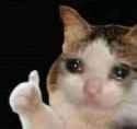 crying cat but i stay silly