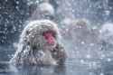 snow_monkey
