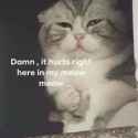 meowmeow