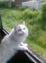 cat hmm