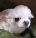 that dog