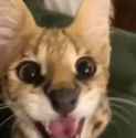 happy cat