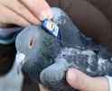 pigeon