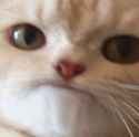 ick chihime