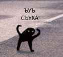 angry_russian_cat