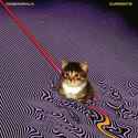 cat in currents