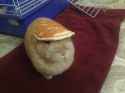 amiya pancake