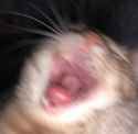 catlaugh