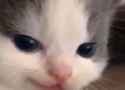 cat_smirking