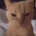 luccabug-angry-cat