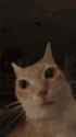 cat-stewert