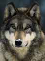 gray-wolf-closeup_3x4