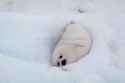 little fella