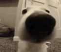 sniff