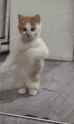 dancing-cat-dance