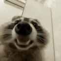 racoon-racoons