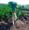 menacing plant