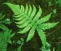 ferns