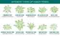 Fern-illustrations-with-labels-2