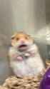 ohnohamster
