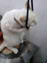 cat kys