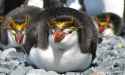 Royal Penguin