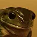 frog