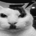 talking-cat-cat