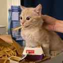 catfry