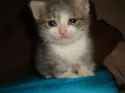 sadcat