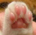 feet
