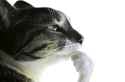 cat-pondering-cat